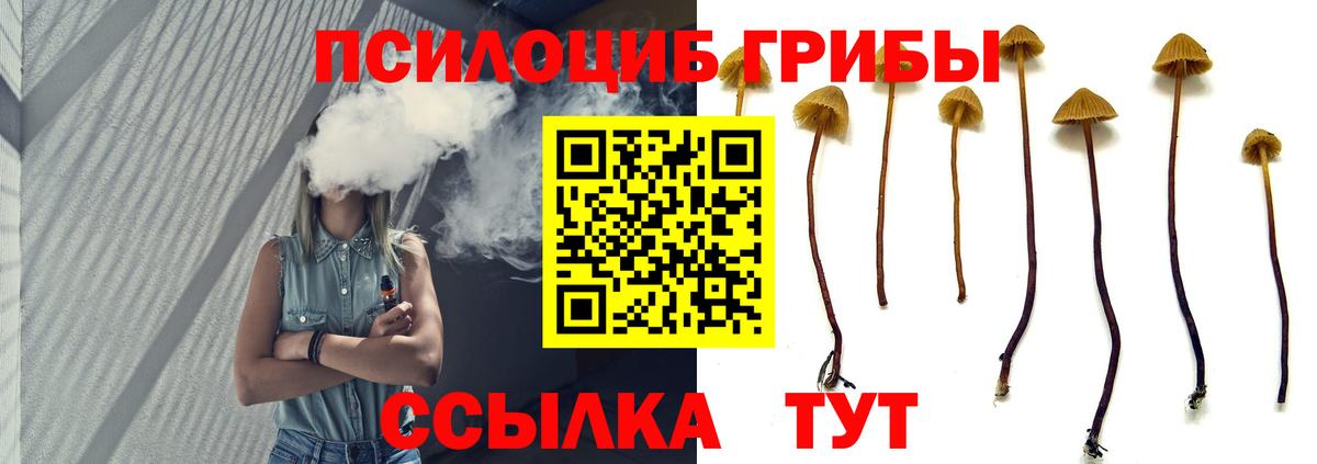 Псилоцибиновые грибы мицелий Тара